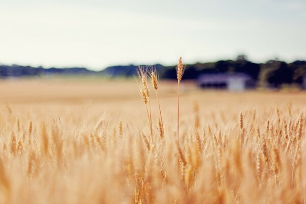 Ährchen des goldenen Weizens auf dem Feld