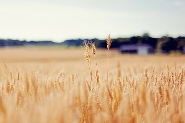 Spikelets of golden wheat in the field