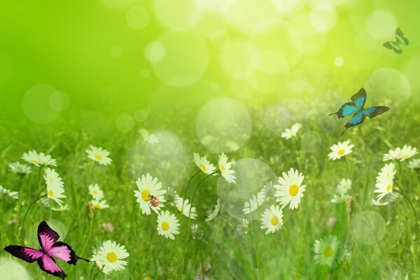 Butterflies fly in the chamomile field