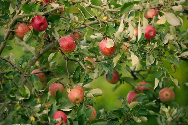 Осенние садовые яблоки на ветвях