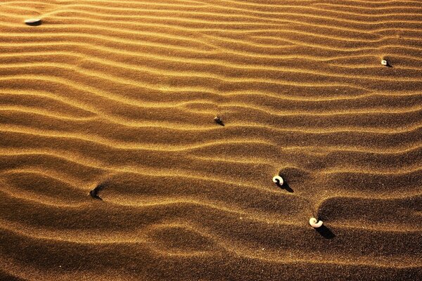 Skorupa Małży leżących na piasku