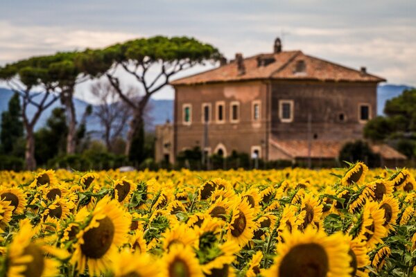 A house in a field of yellow sunflowers