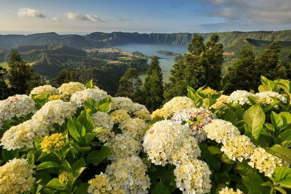 Blumen auf dem Hintergrund von Felsen und See