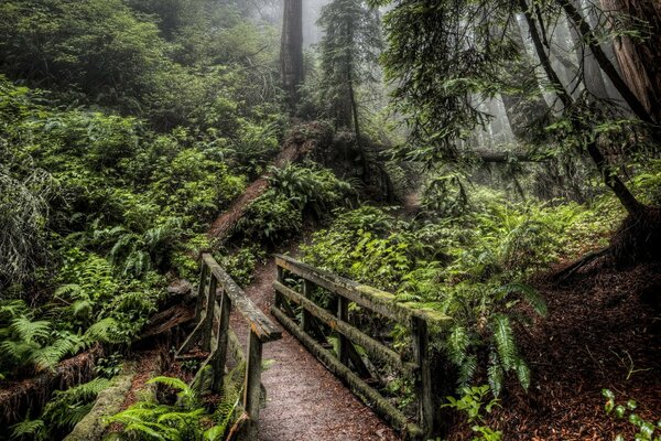 Puente sobre el camino del bosque