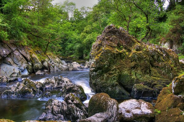 Ein stürmischer Fluss in einem dichten Wald