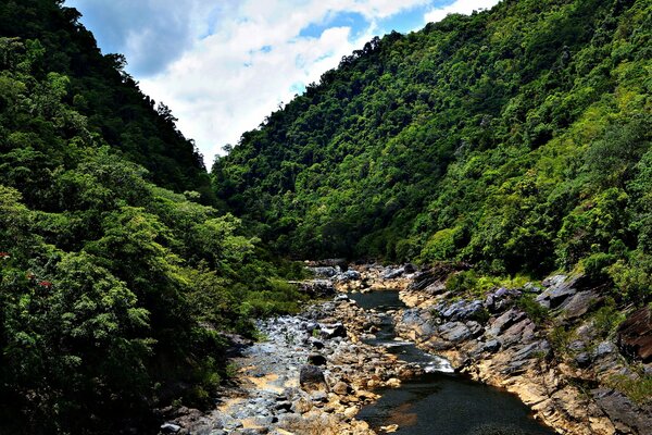 Hermoso paisaje de selva con montañas