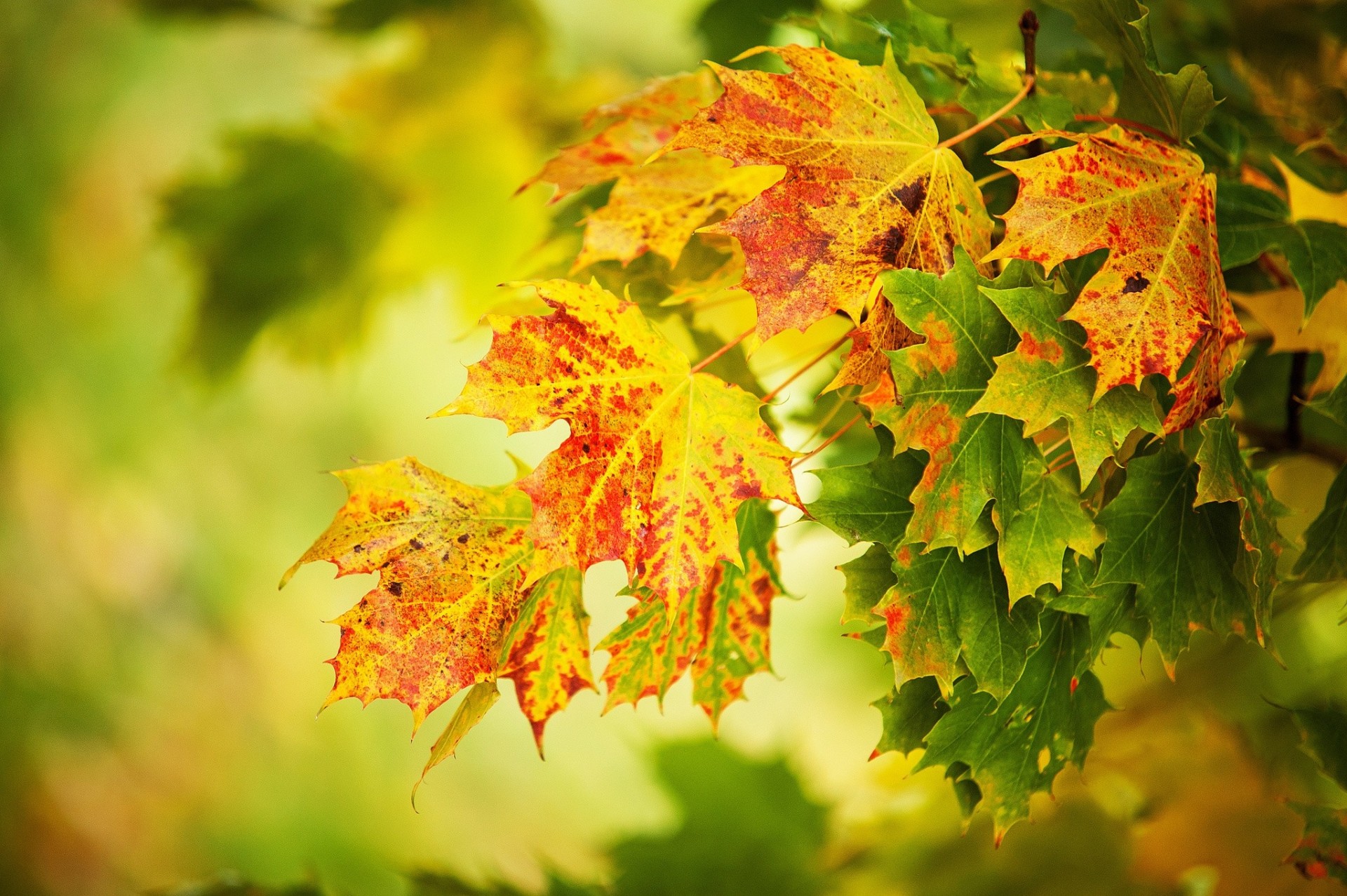 blatt unscharfer hintergrund gelb makro herbst grün