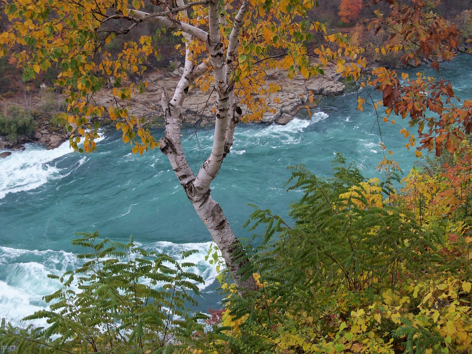 river nature birch beach autumn bush