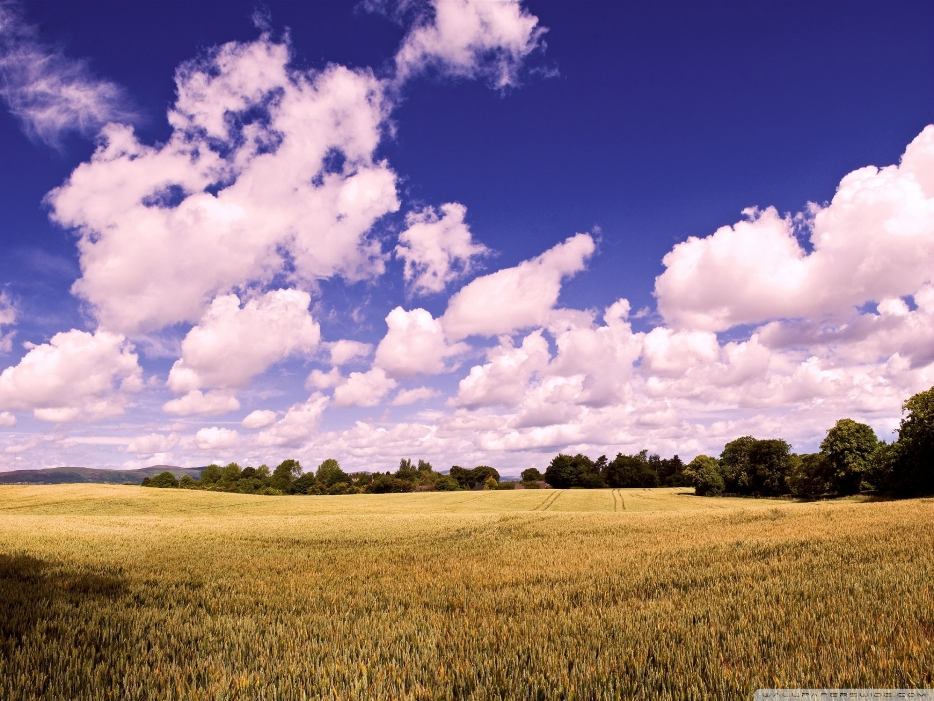 ernte ohren erstaunlich wolken feld weizen im sommer