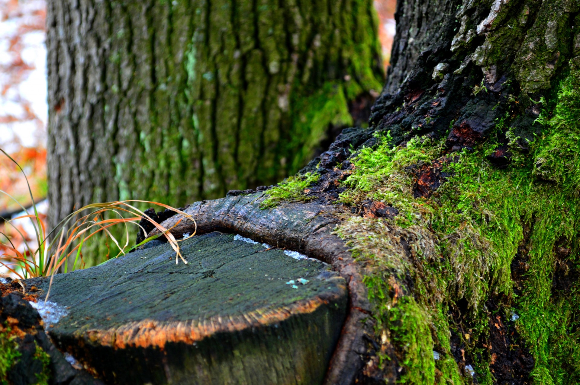 verde muschio inverno albero