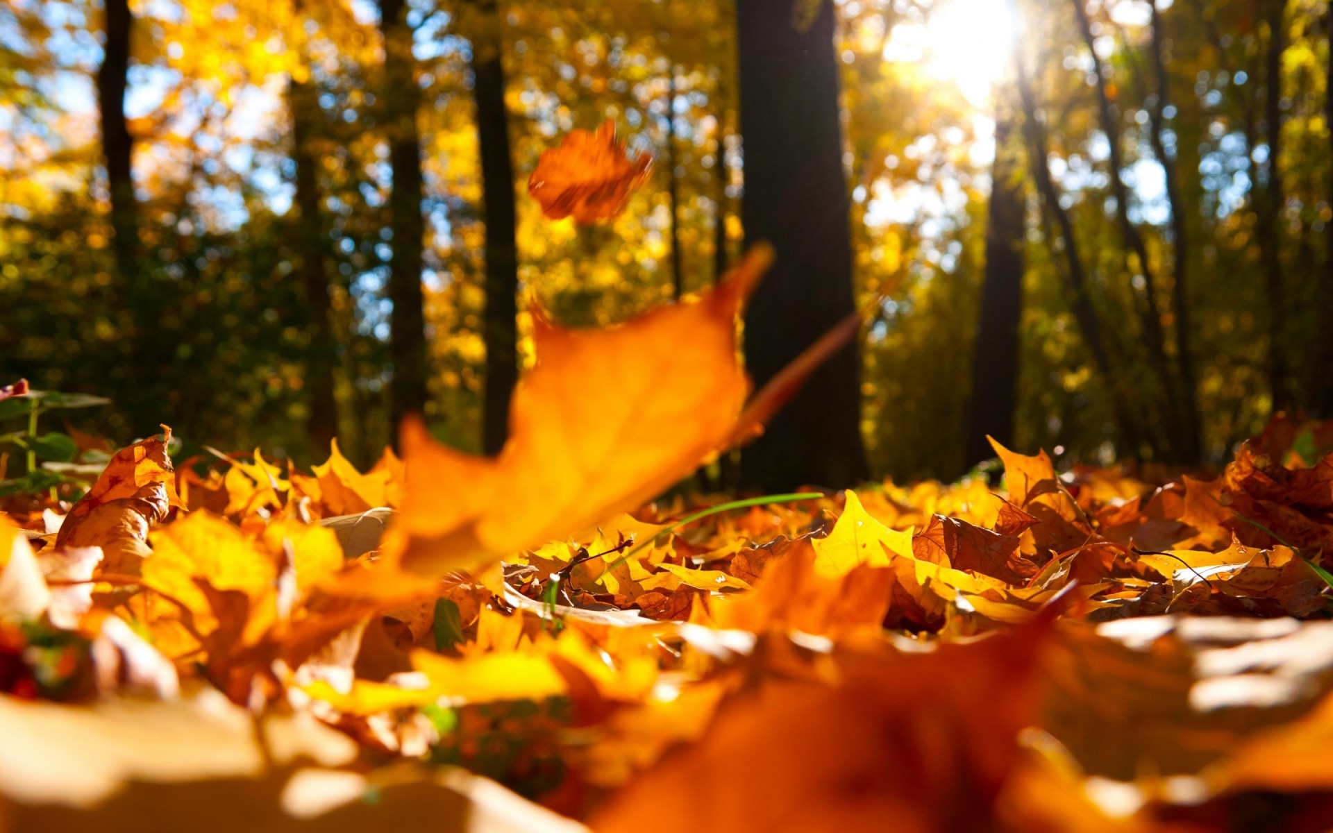 macro autunno alberi foglia