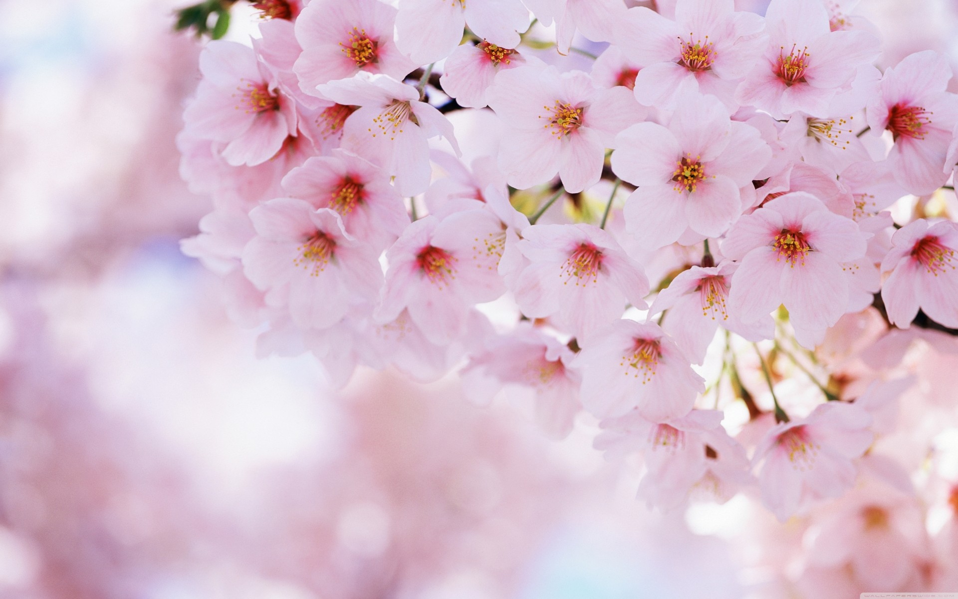 primavera fiori sakura