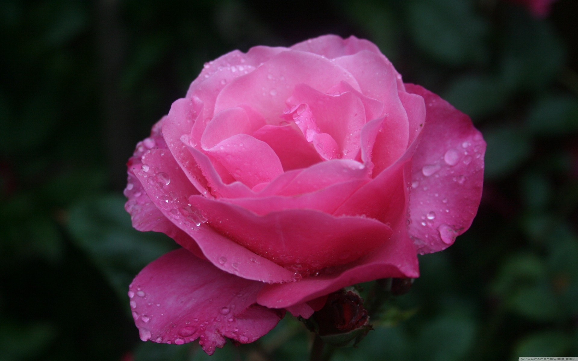 gocce d acqua rosa rosa fiore