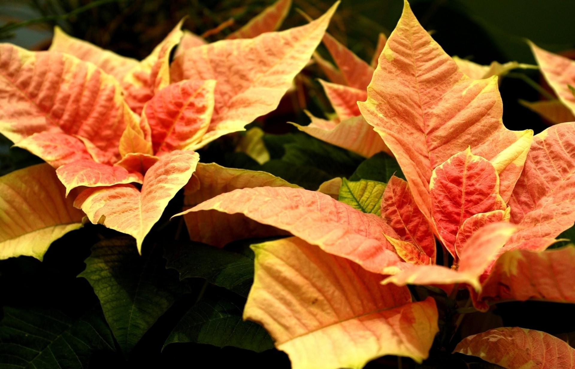 blume makro weihnachtsstern orange