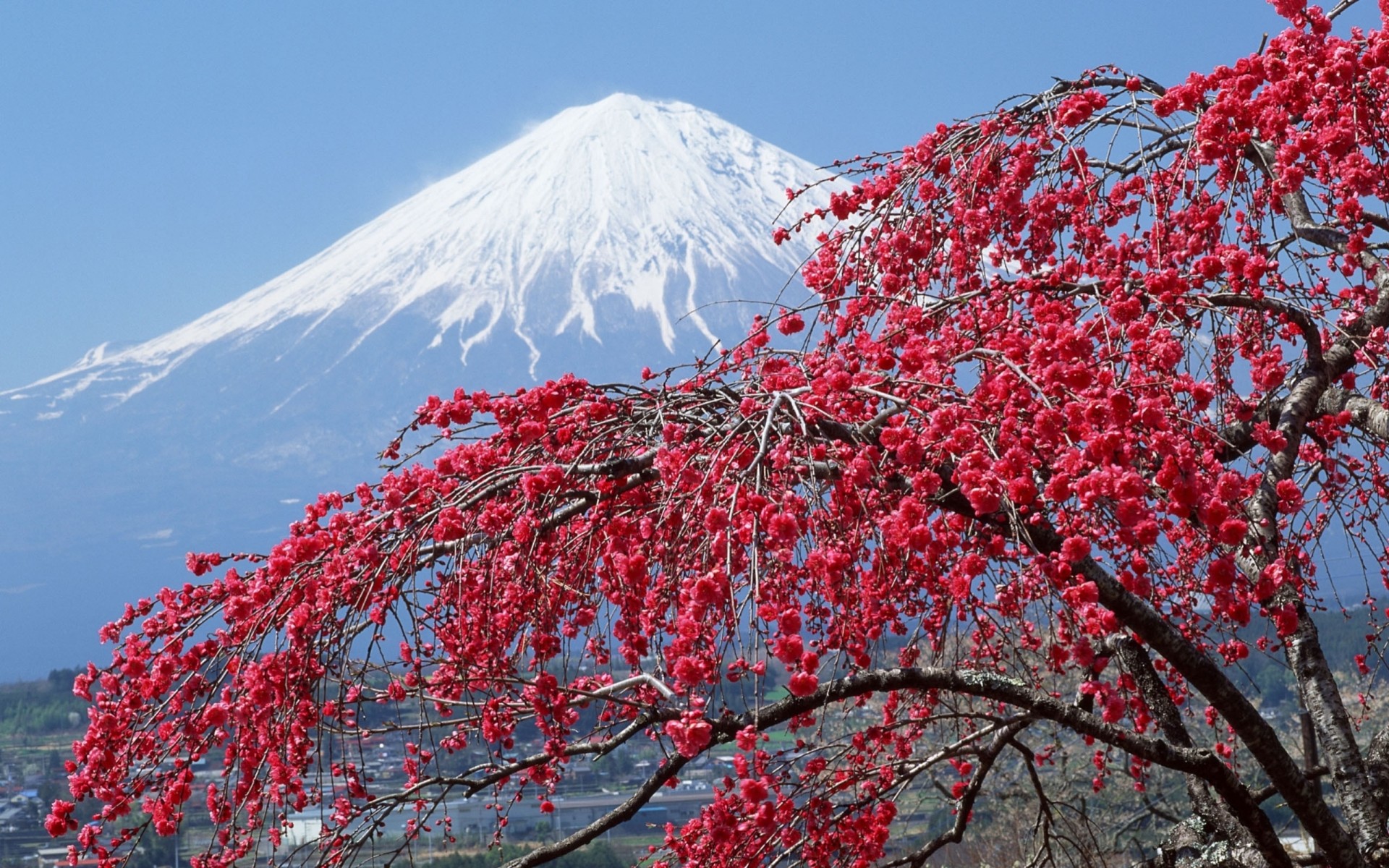 albero fiori montagna top fuji primavera