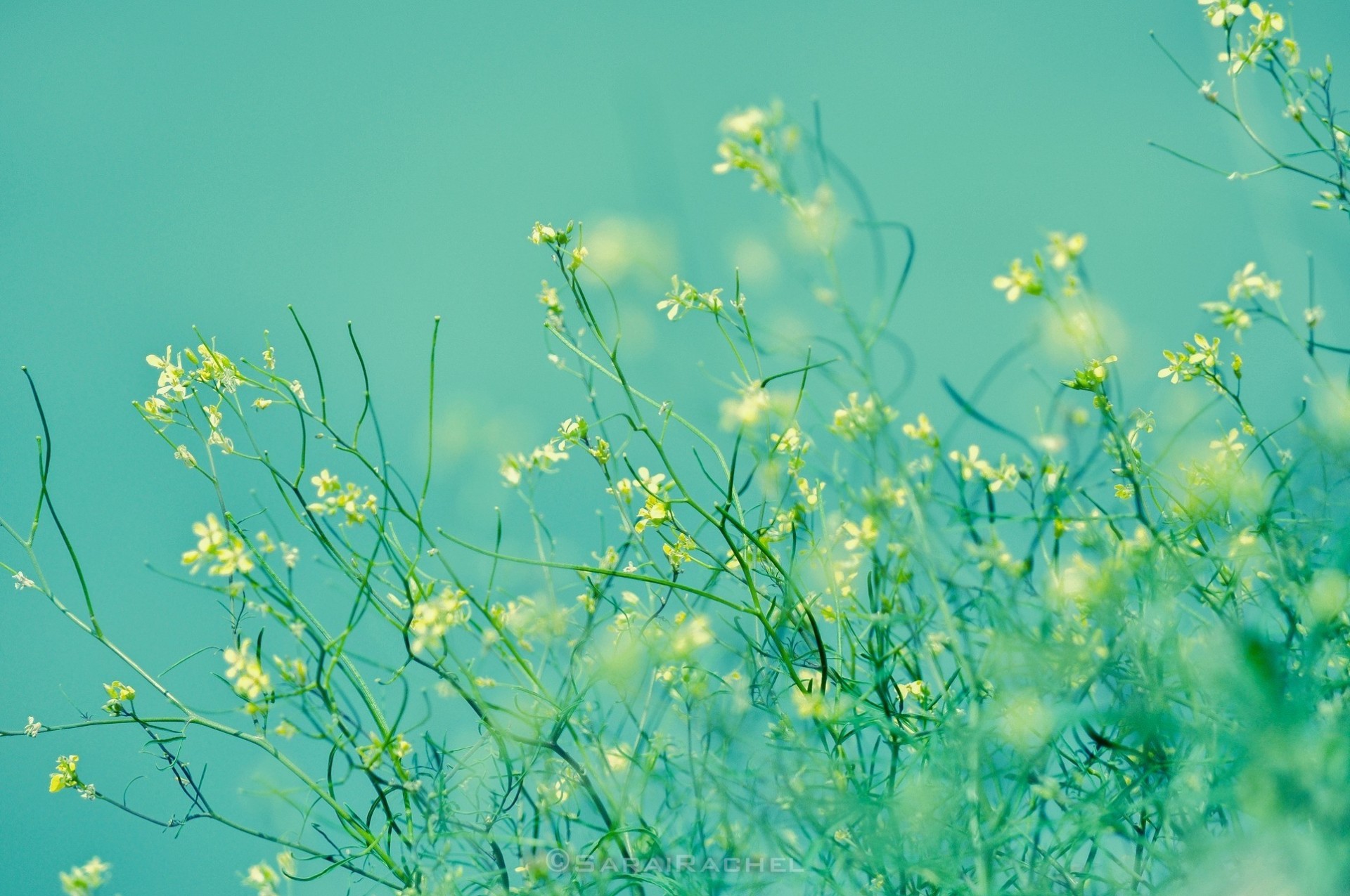 bunt leben natur palmen blumen mig-15