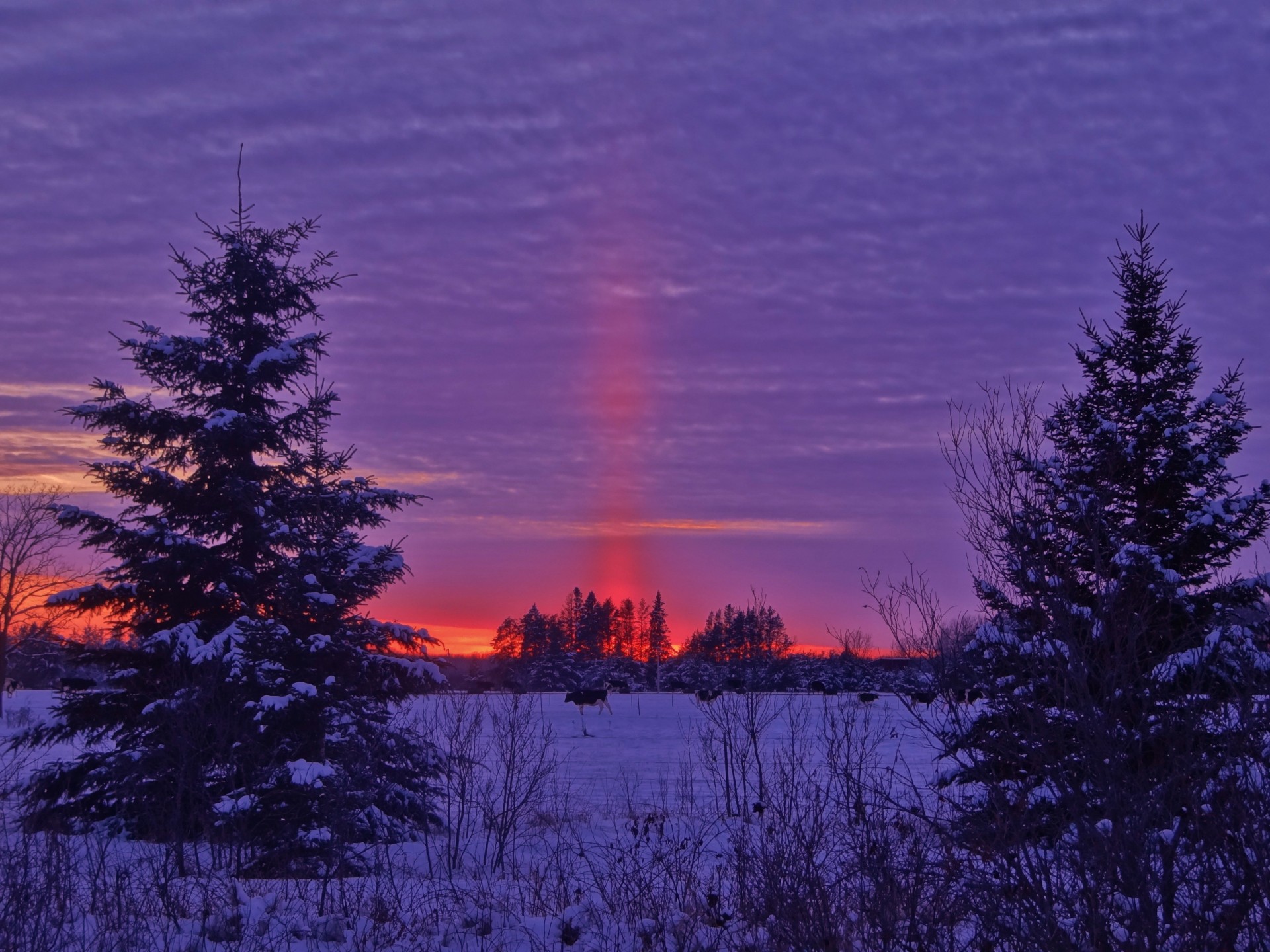 champ paysage hiver coucher de soleil