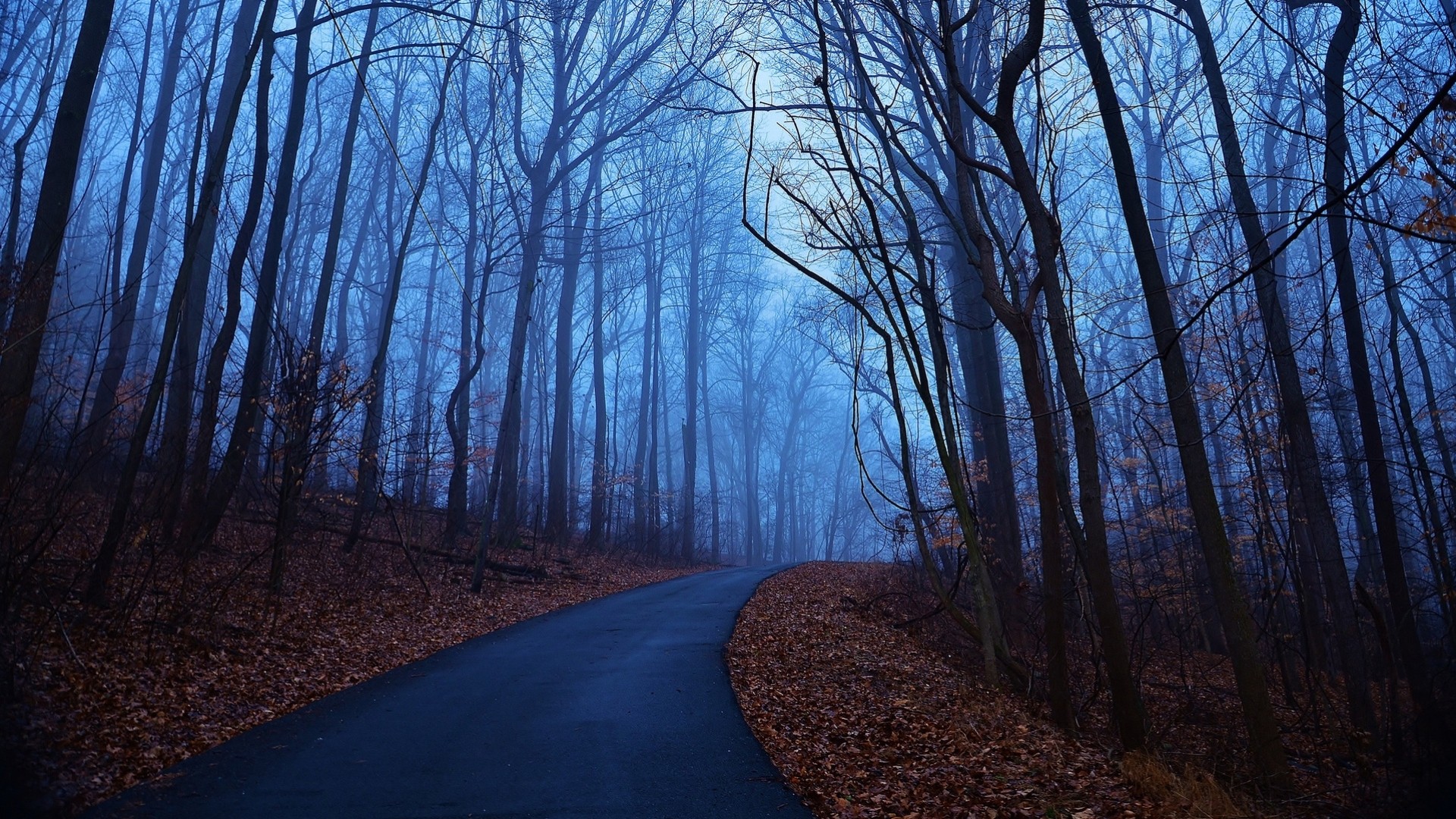 feuille matin arbres brouillard forêt bleu automne parc central