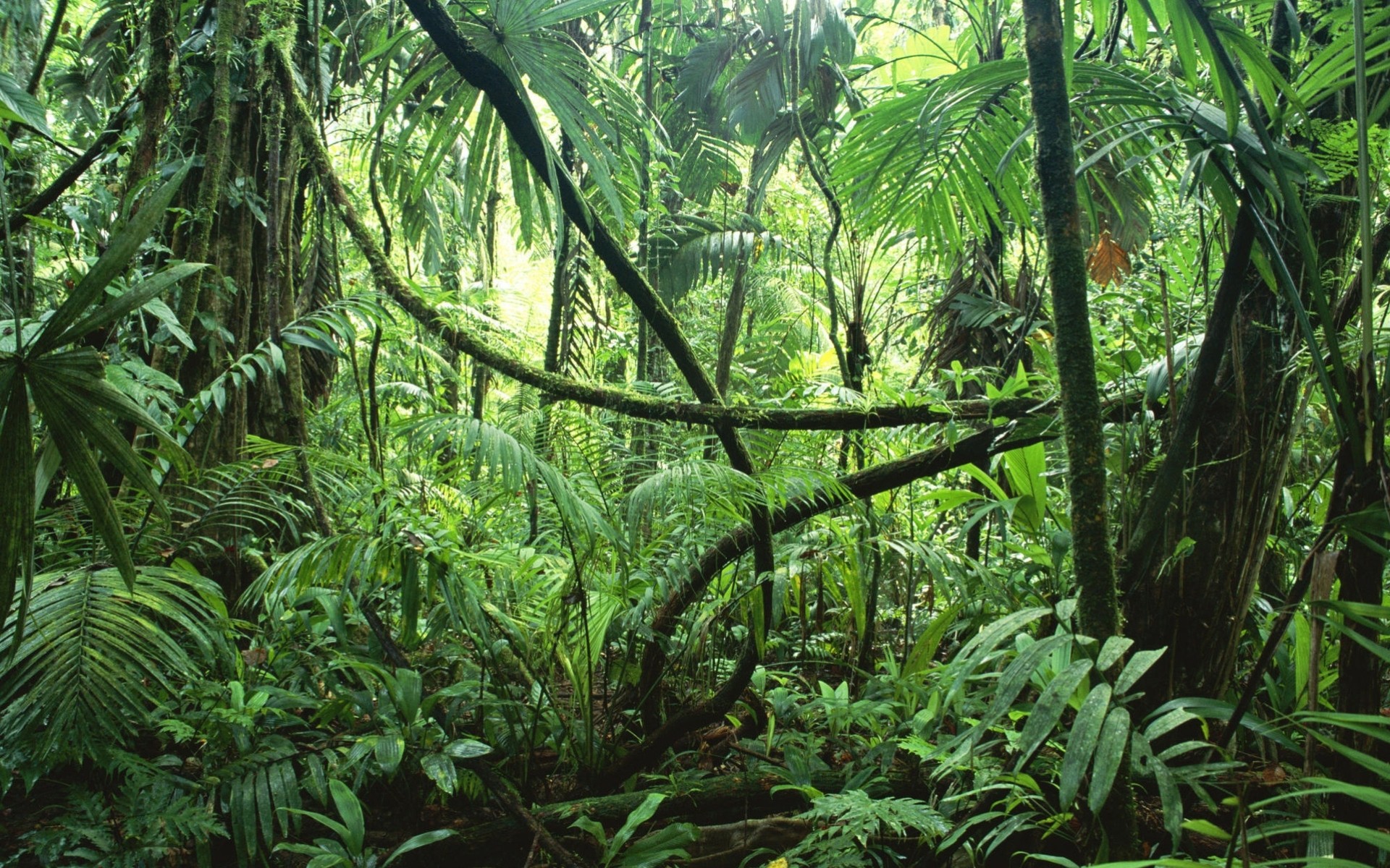 selva selva tropical árboles enredaderas