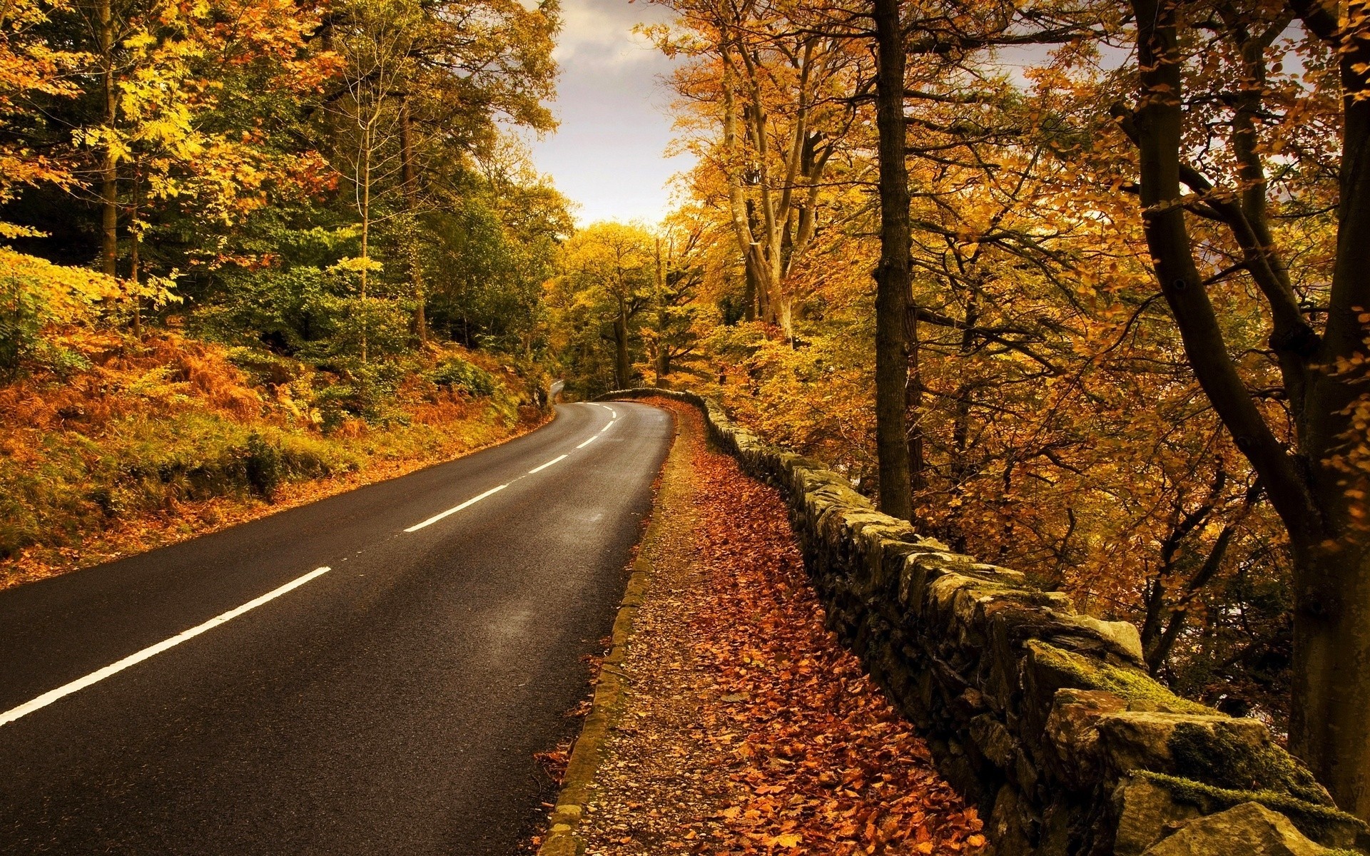 foglia alberi foresta strada paesaggio autunno autostrada