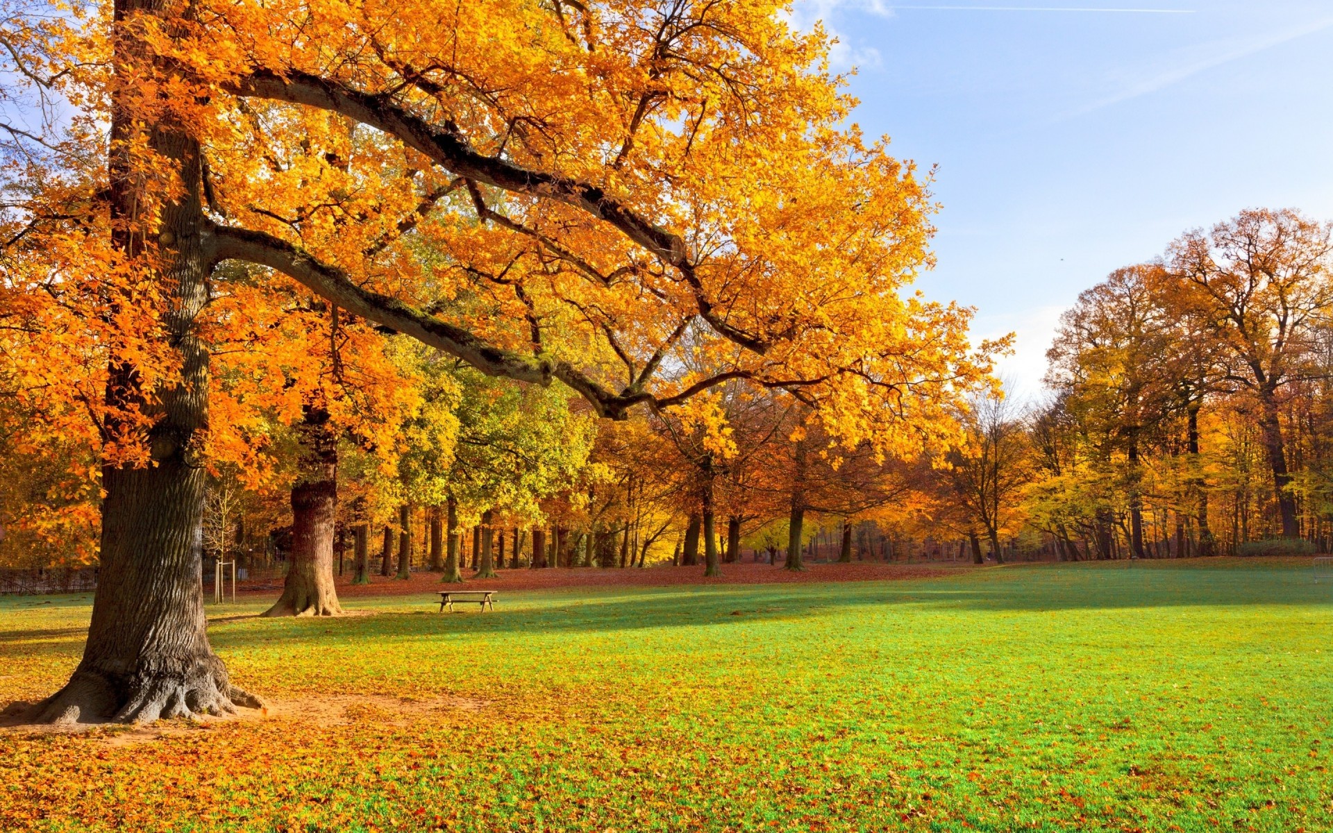 foliage people tree park square autumn golden autumn