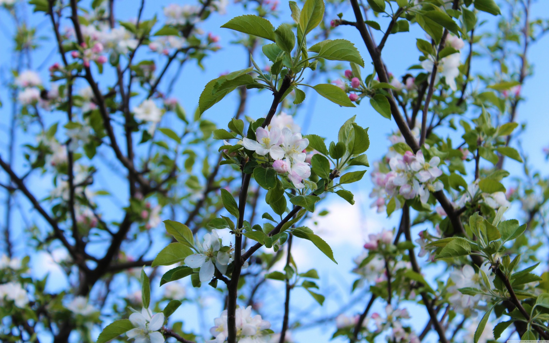 nature palmiers printemps saisons ciel bleu fleurs