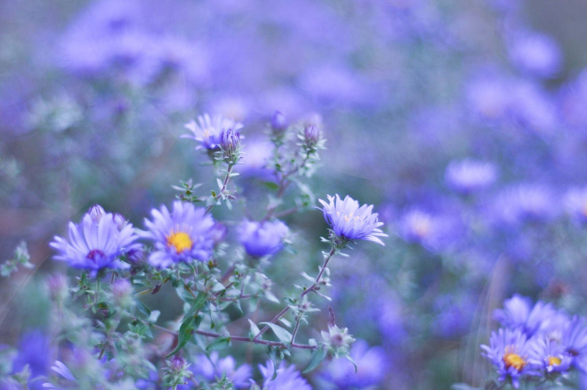 fleur fleurs violet