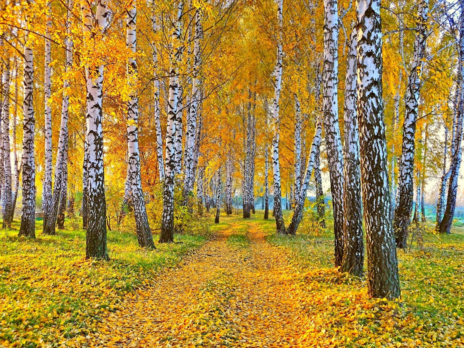 paisaje naturaleza abedul carretera otoño hojas amarillas