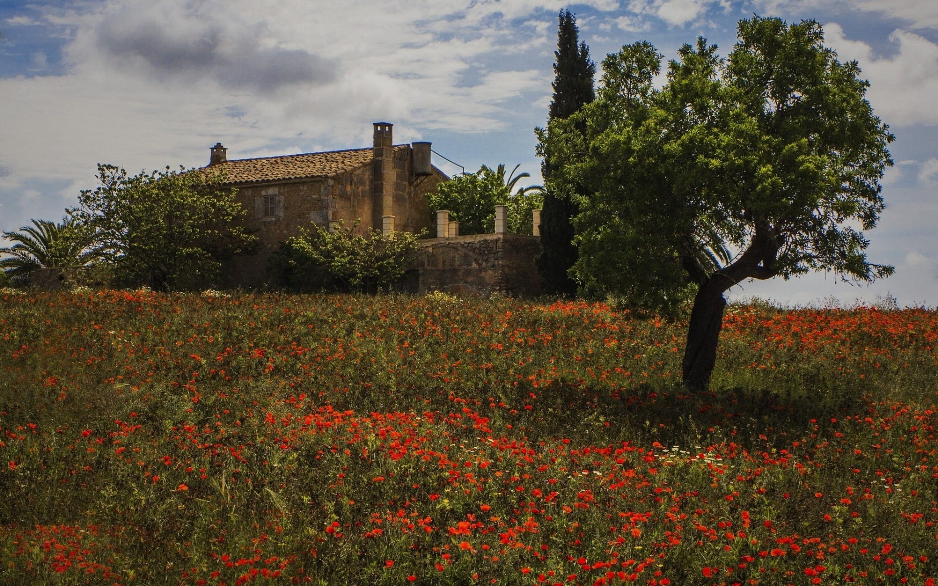 montuiri mallorca mallorca baum blumen haus mohnblumen spanien wiese