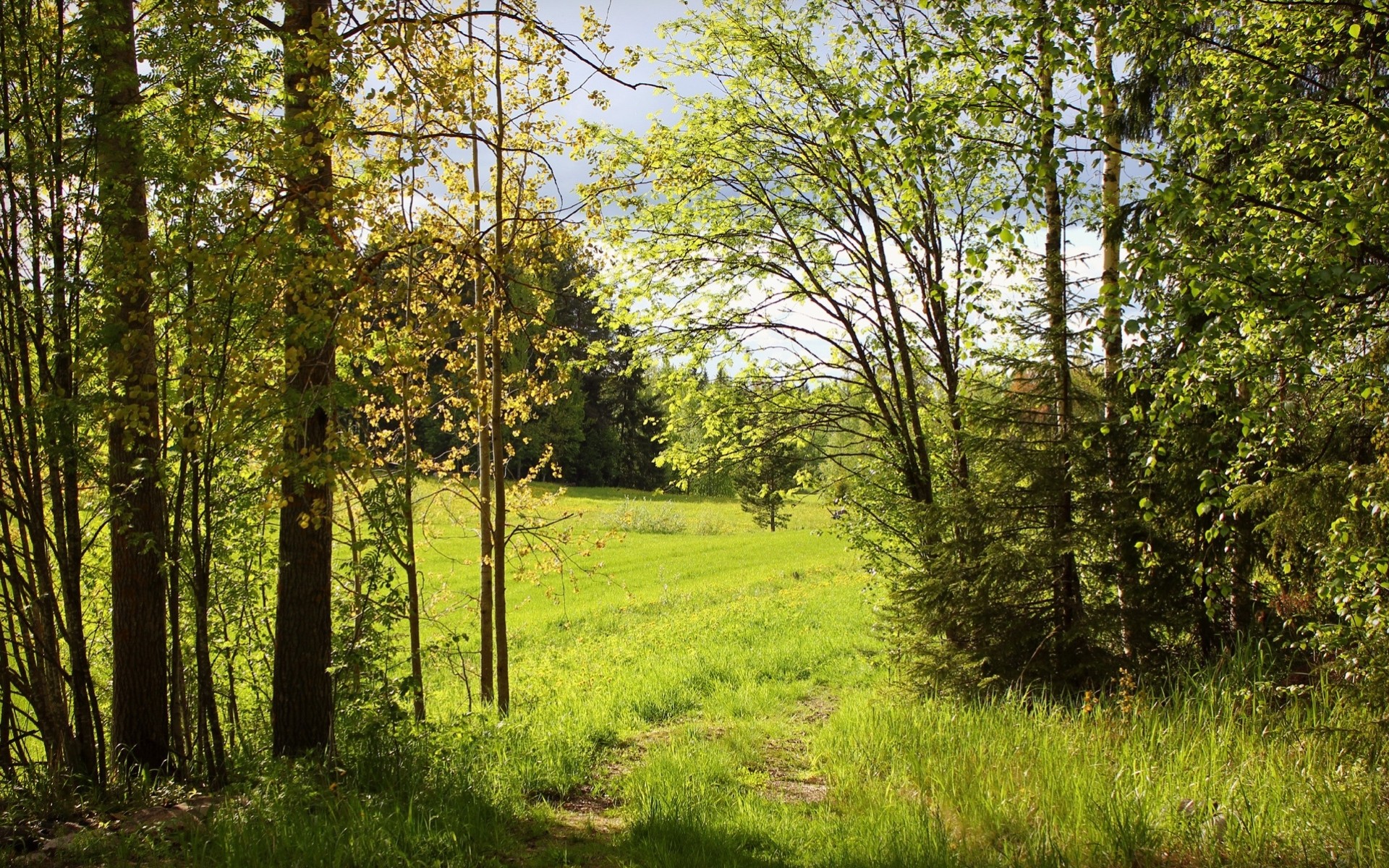 verde sentiero estate alberi natura foresta soleggiato