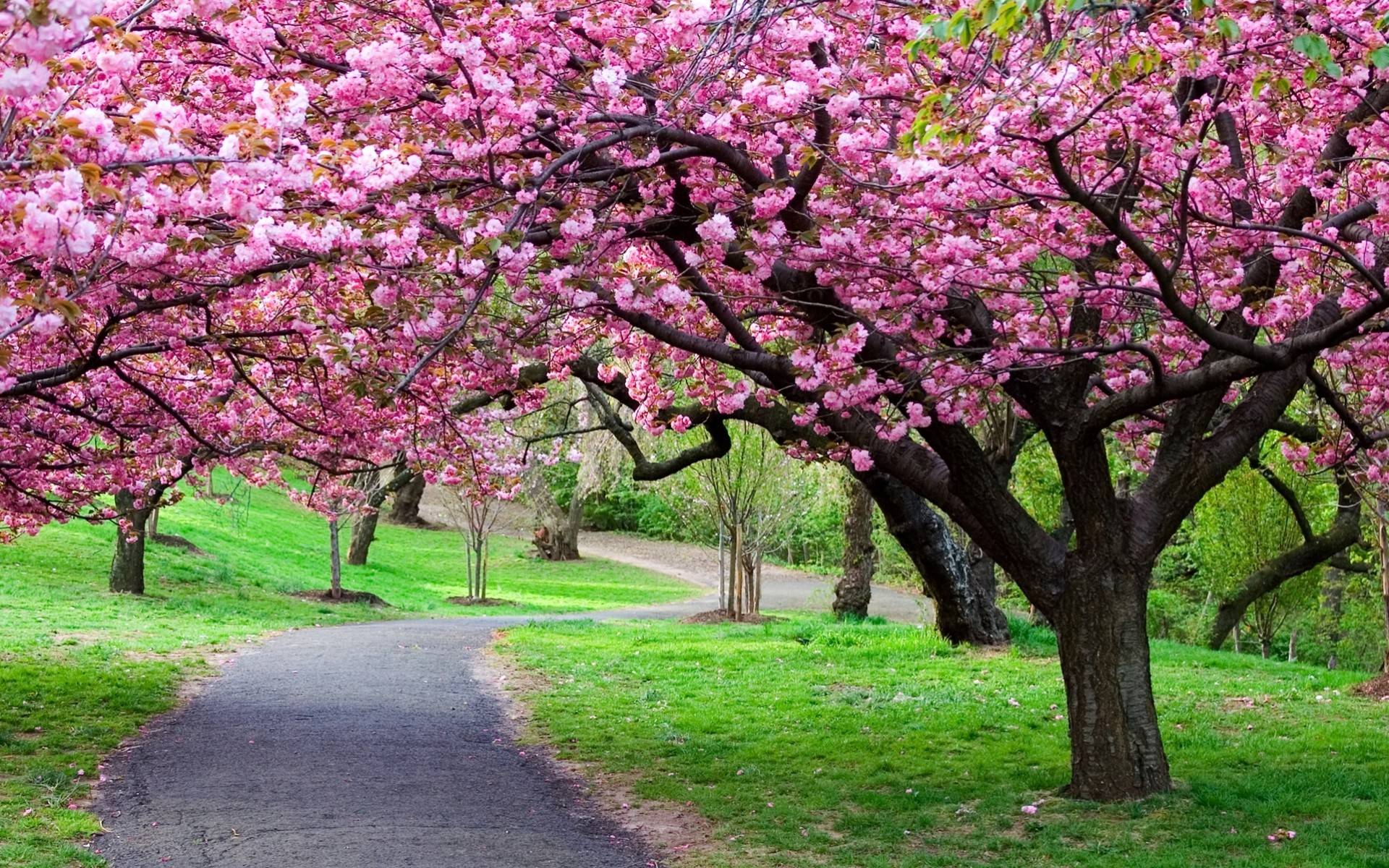 alberi fiori in primavera