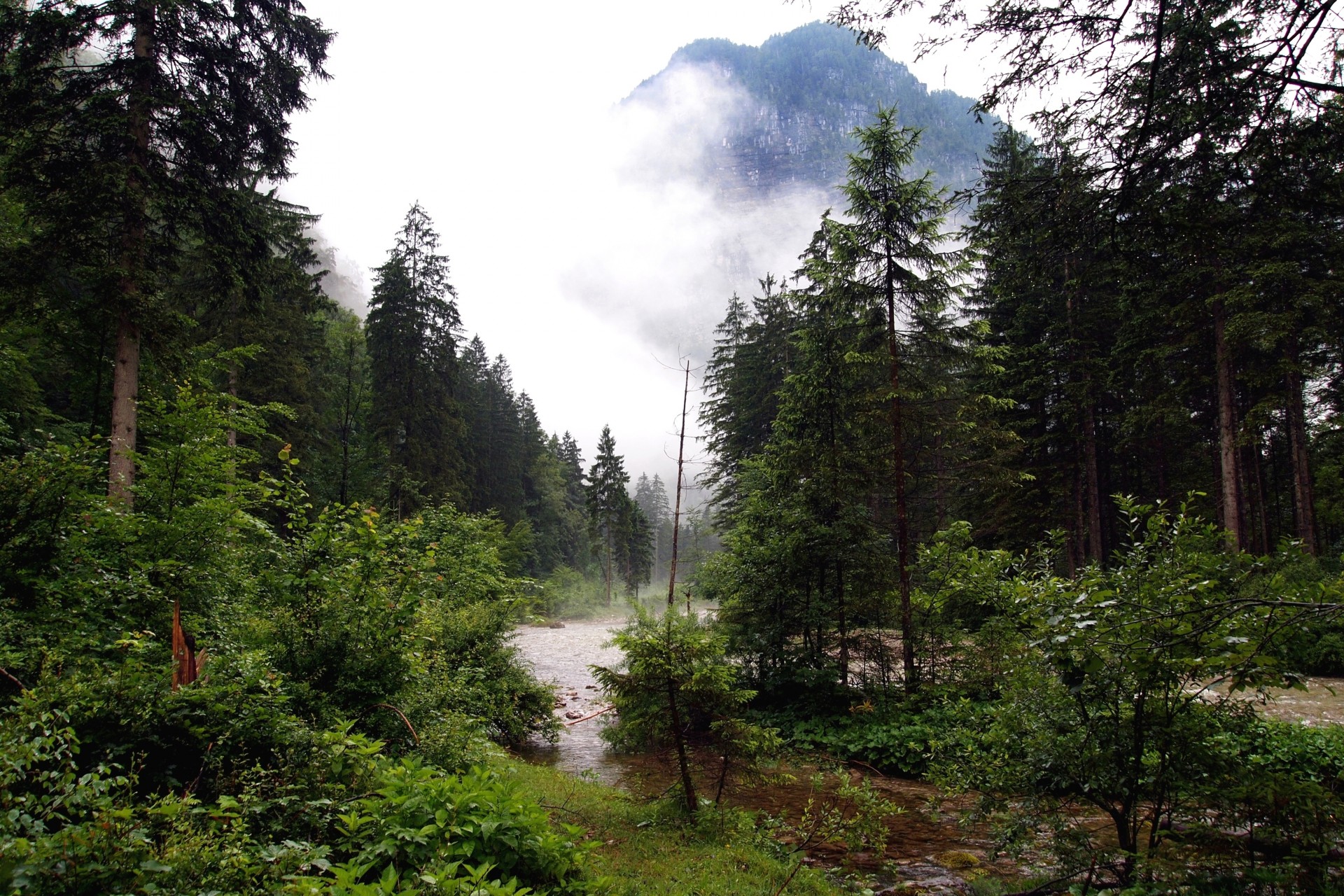 forest river nature