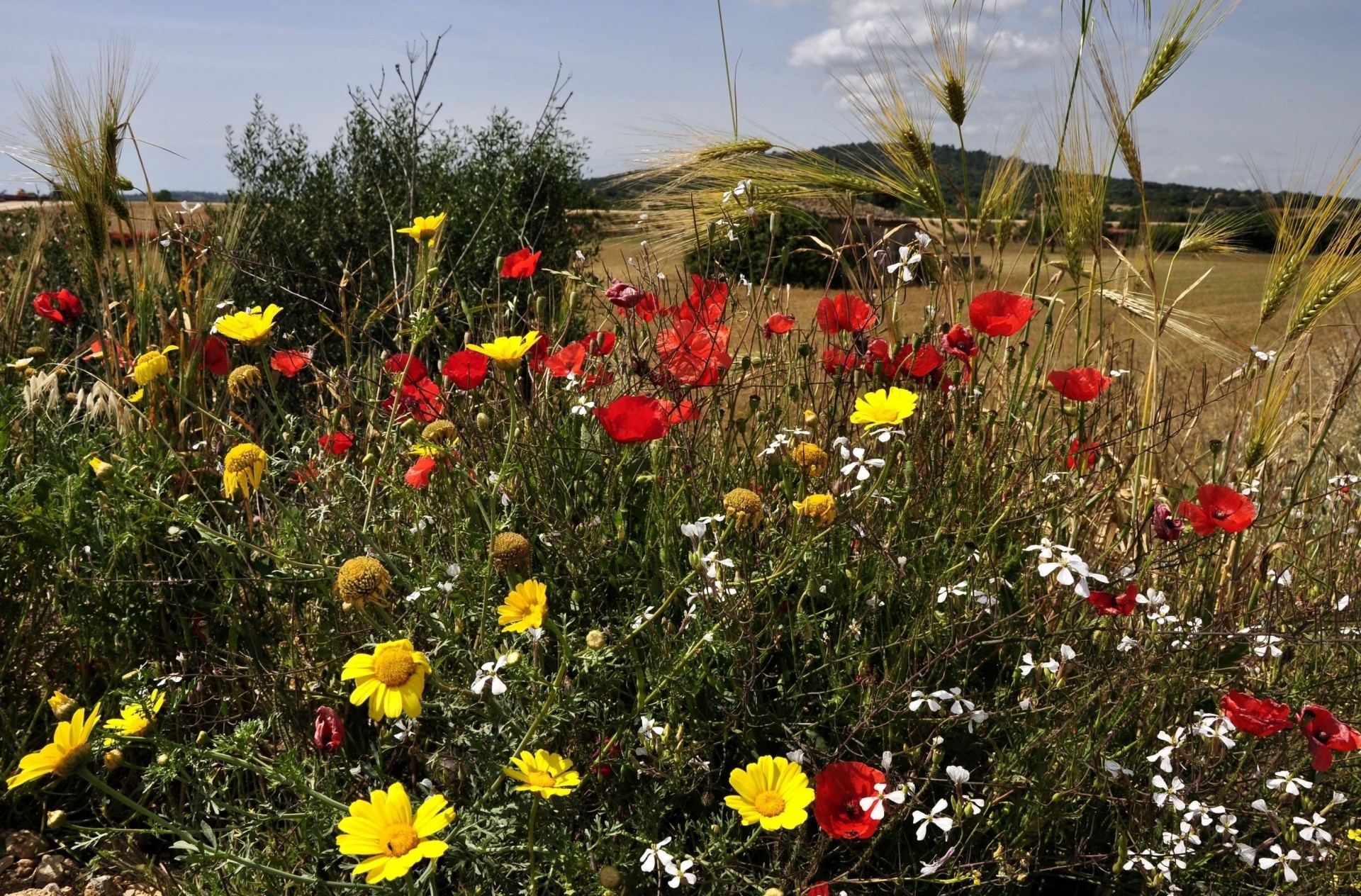 persone verde natura fiori papaveri spighe