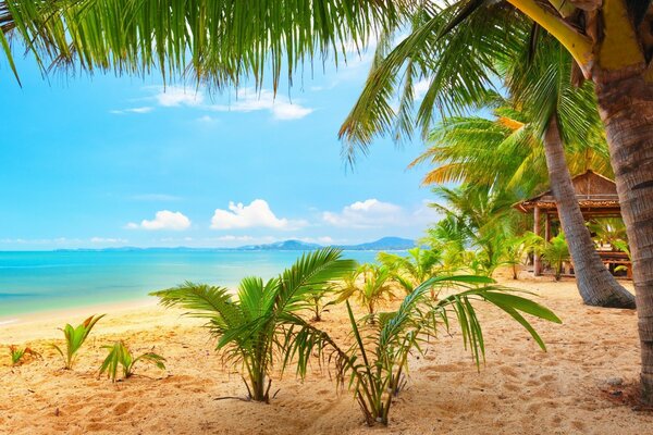Beautiful bright beach with palm trees
