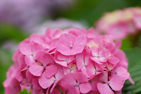 Hermosas flores de Hortensia rosa