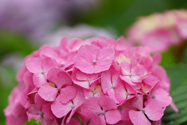 Красивые цветы розовой гортензии