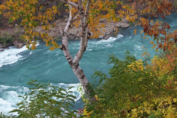 Autumn nature on the river bank