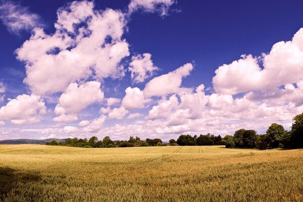 Summer morning in the wheat fields