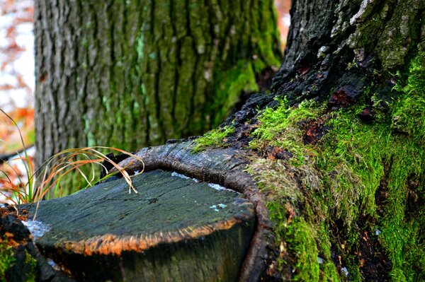 Der erste Schnee im Wald. Alter Baum