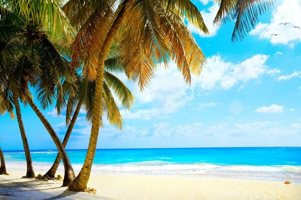 Tropischer Strand mit Palmen im Meer im Sommer