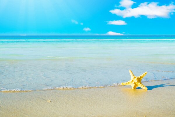 Starfish in the sand on the background of the azure sea