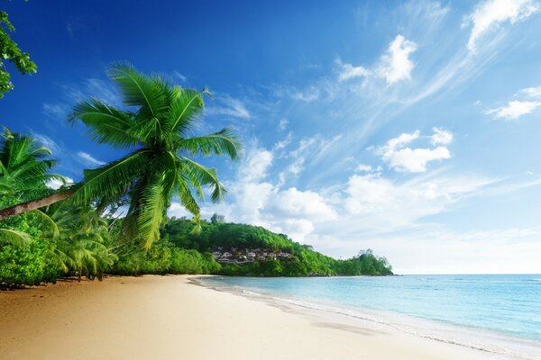 Grüne Palme am Sandstrand