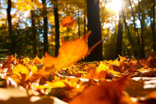 Macro photo of foliage in the autumn forest