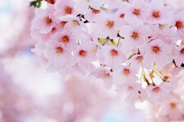 Flores de cerezo rosa en primavera