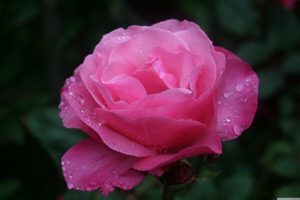 Transparent water drops on a rose