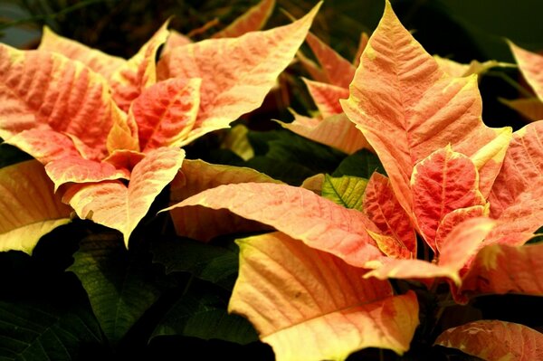 Gros plan de poinsettia orange