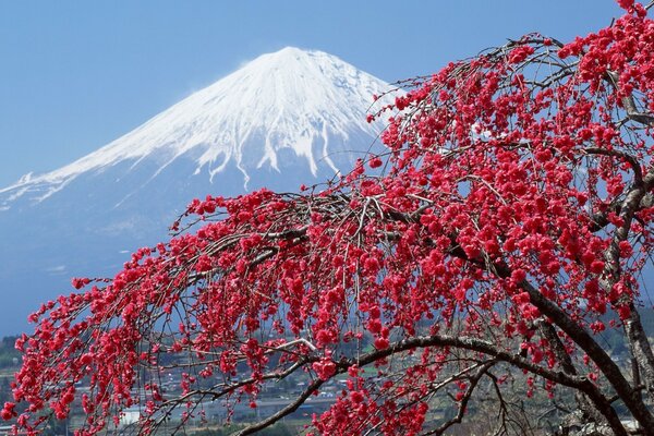 Árbol en flor en el fondo del Monte Fuji