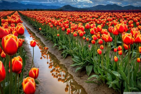 A huge field with flowers. Bright tulips