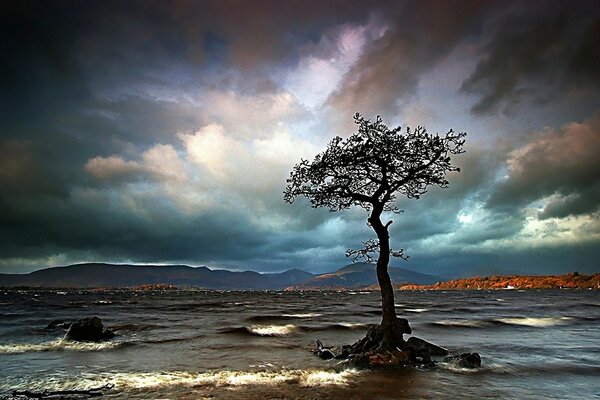 Mar tormentoso y árbol solitario