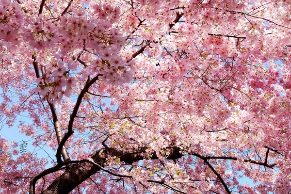 A beautiful, blooming pink tree on a blue sky background